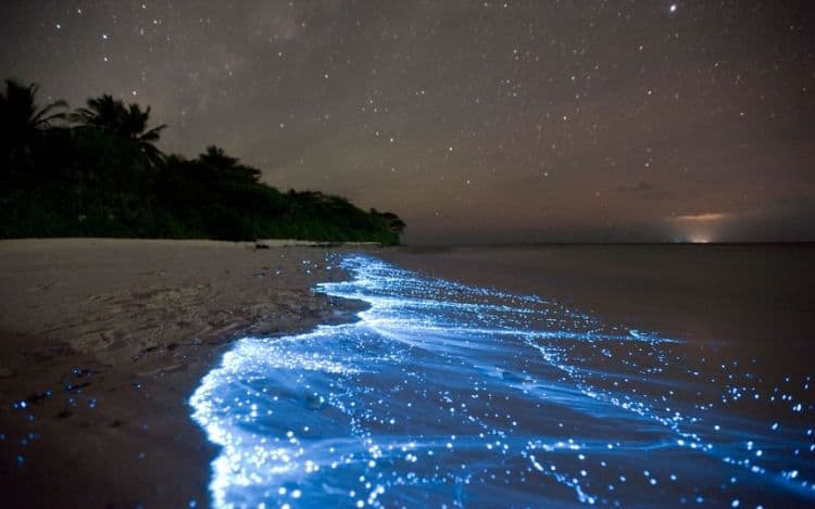 Bioluminescent Bay, Vieques