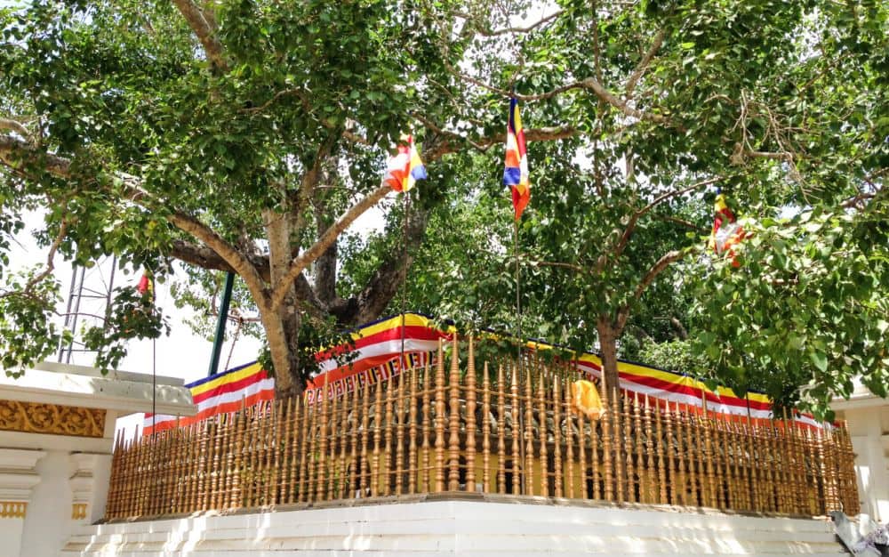 Sri Maha Bodi, cel mai vechi copac din lume